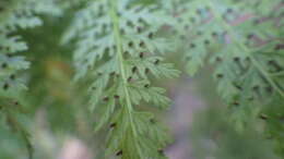 Image of Dennstaedtia glauca (Cav.) C. Chr. apud Looser