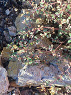 Imagem de Euphorbia melanadenia Torr. & A. Gray