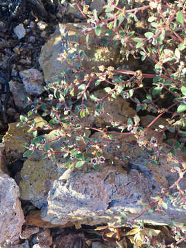 Imagem de Euphorbia melanadenia Torr. & A. Gray