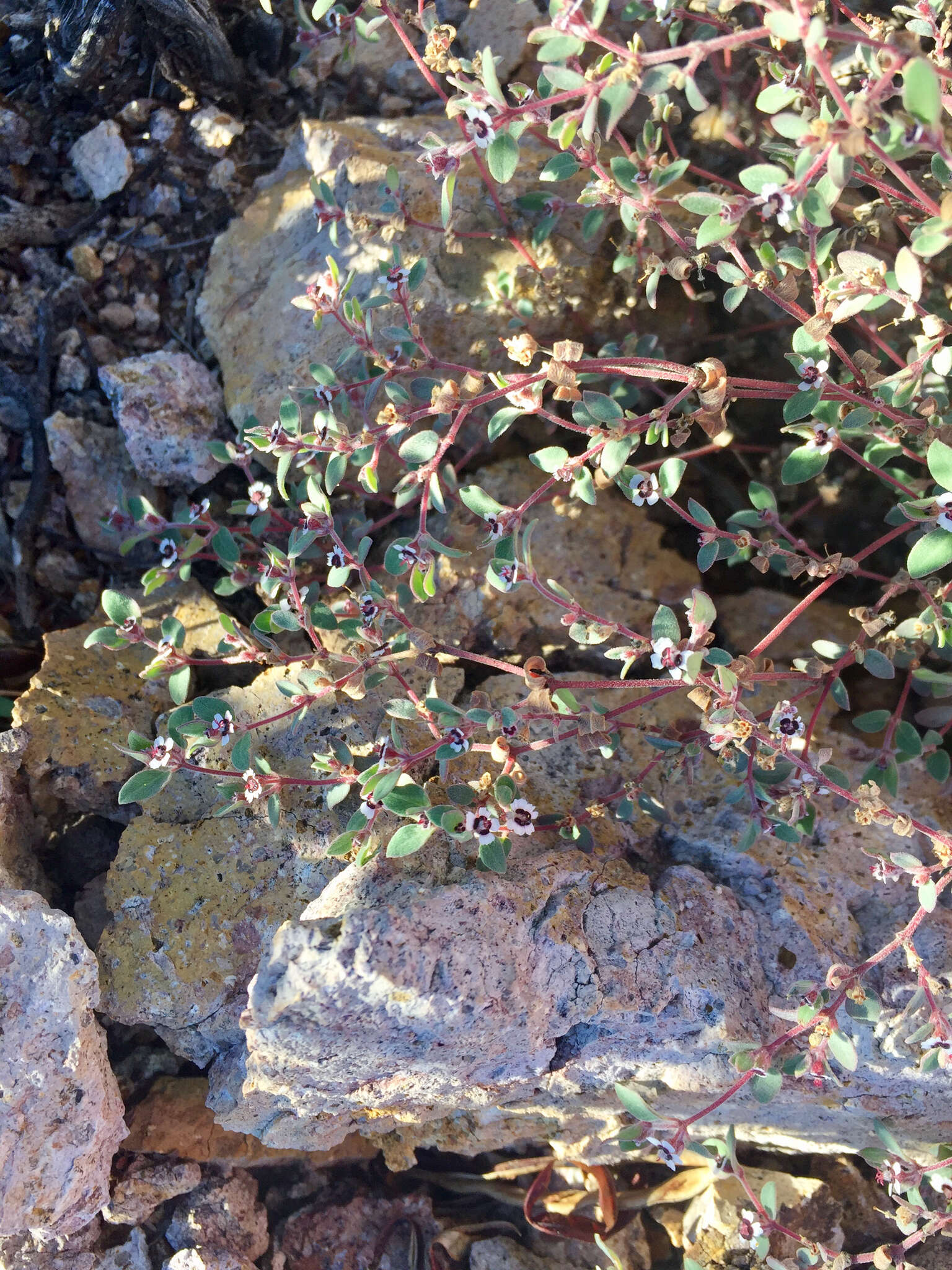 Imagem de Euphorbia melanadenia Torr. & A. Gray