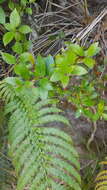 Image of Gaultheria paniculata B, L. Burtt & A. W. Hill