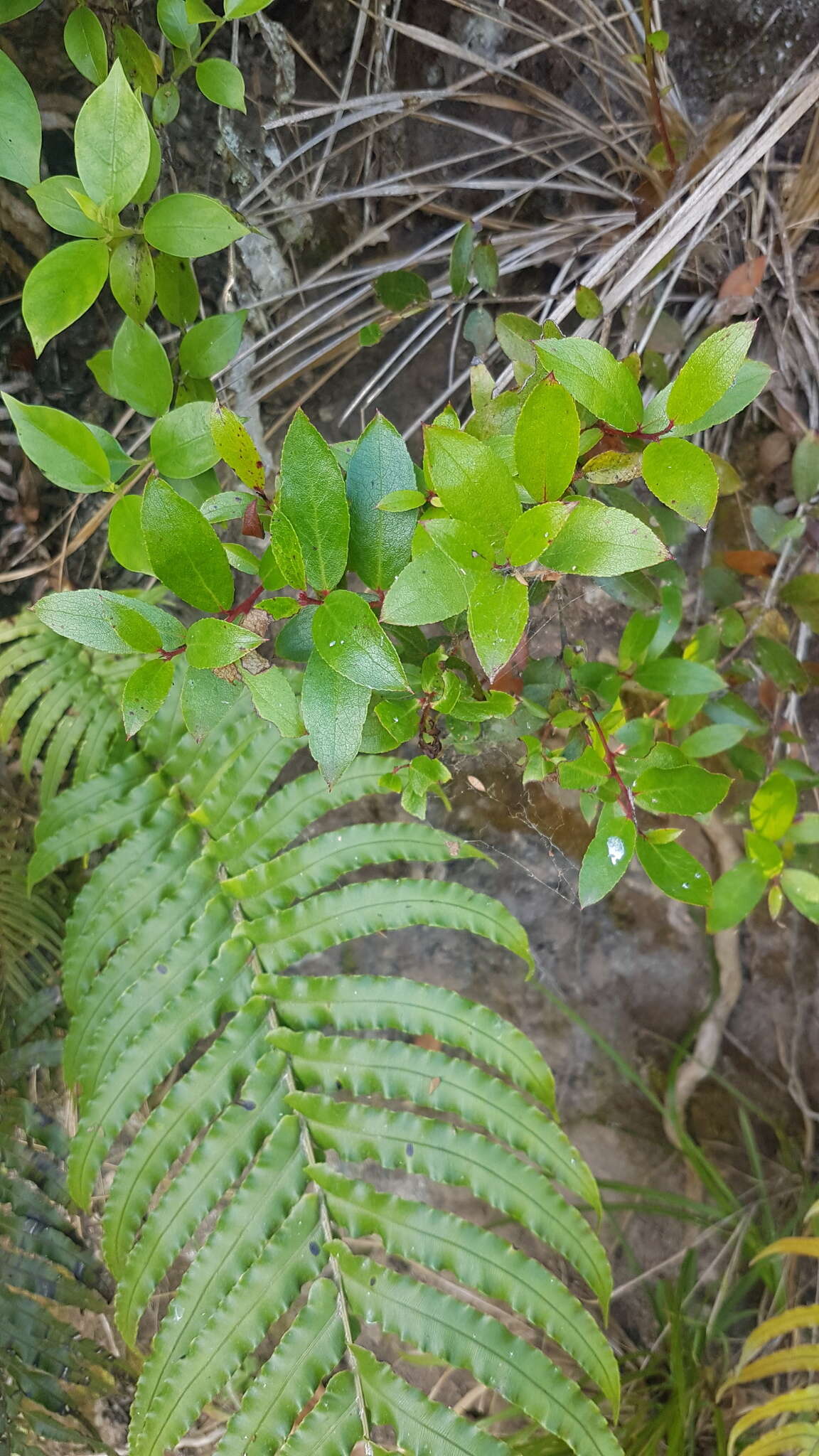 Image of Gaultheria paniculata B, L. Burtt & A. W. Hill