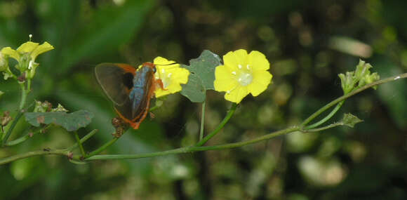 Image of Bibasis oedipodea Swainson 1820