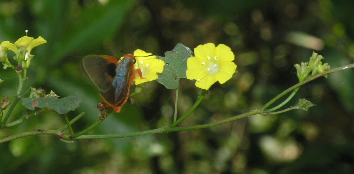 Image of Bibasis oedipodea belesis Mabille 1876