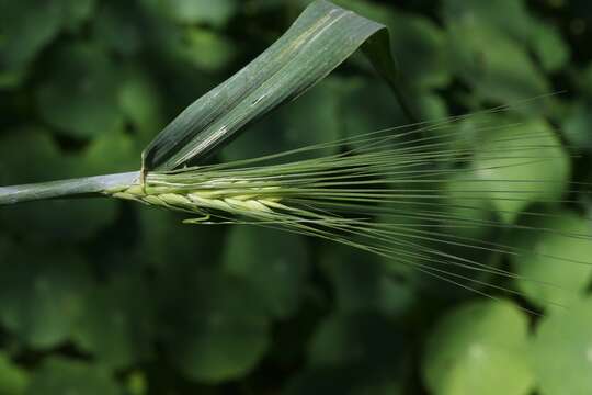 Image of common barley