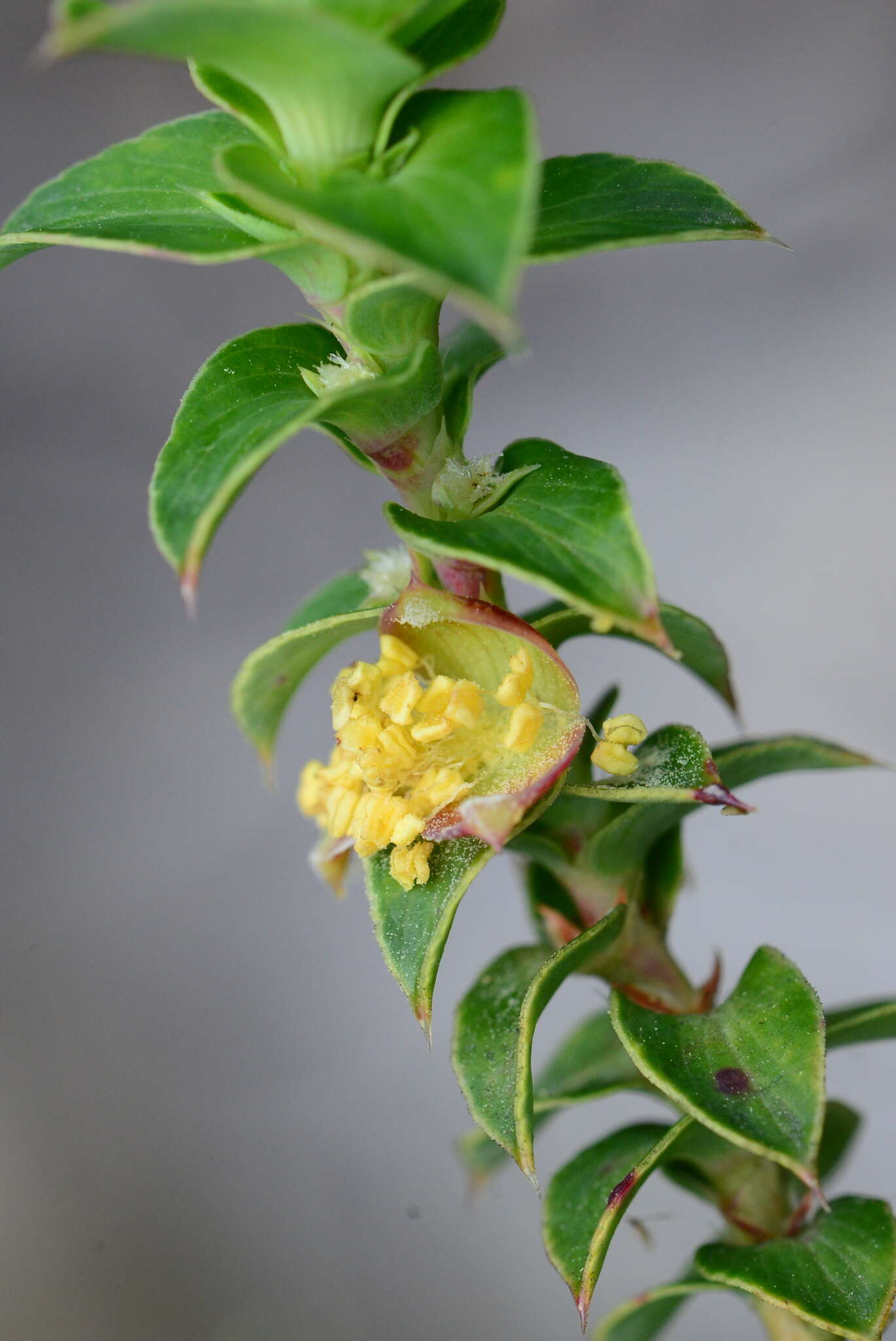 Image of Cliffortia ilicifolia var. cordifolia (Lam.) Harv.