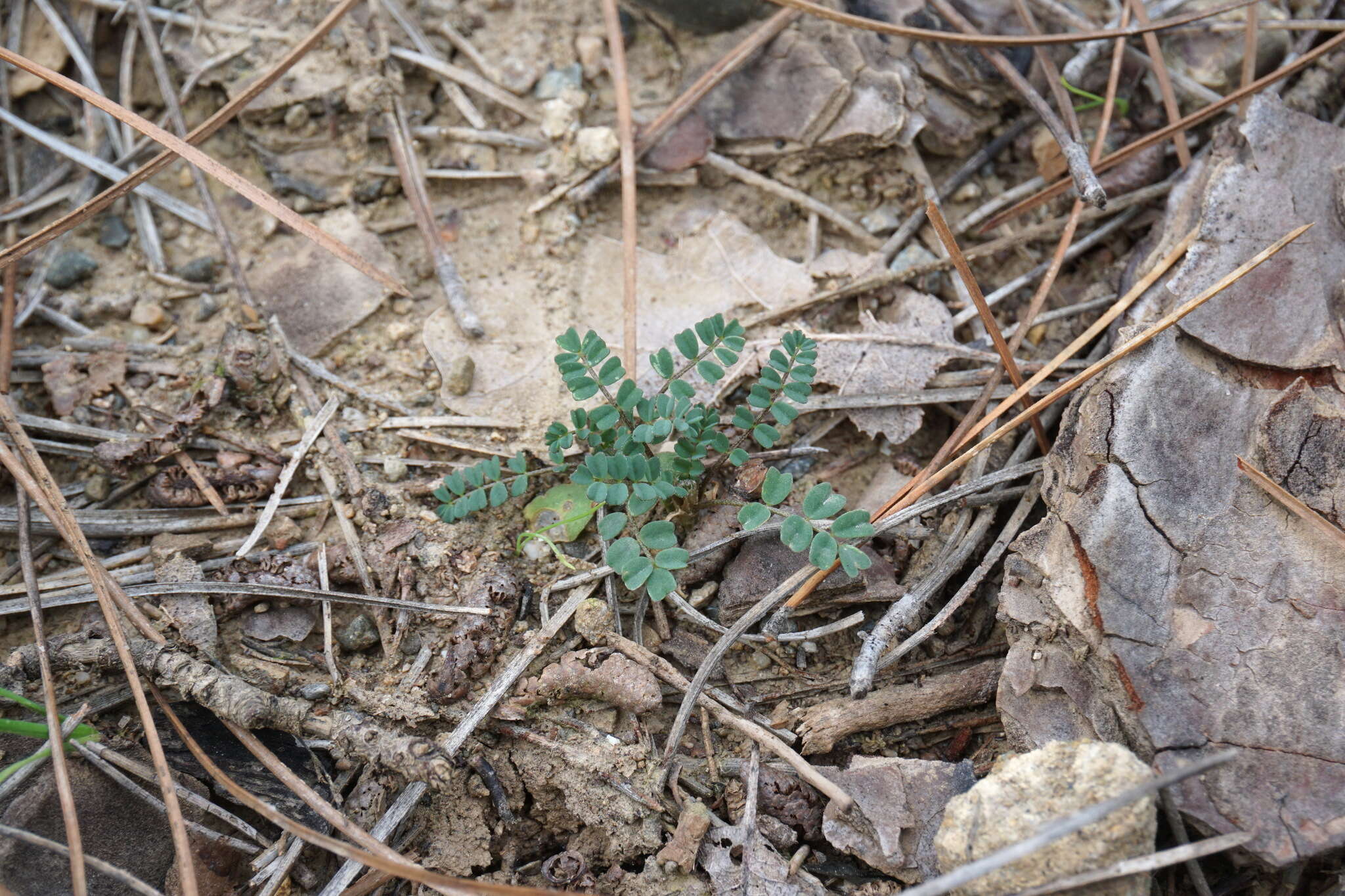 Sivun Astragalus guttatus Banks & Solander kuva