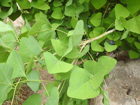 Imagem de Erythrina flabelliformis Kearney