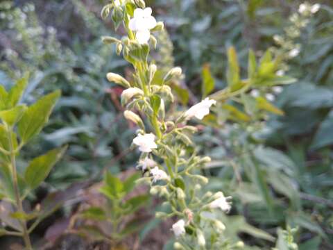 Image of Lepechinia hastata subsp. socorrensis Moran