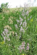 Image of Nepeta nuda L.