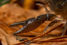 Image of Procambarus planirostris Penn 1953