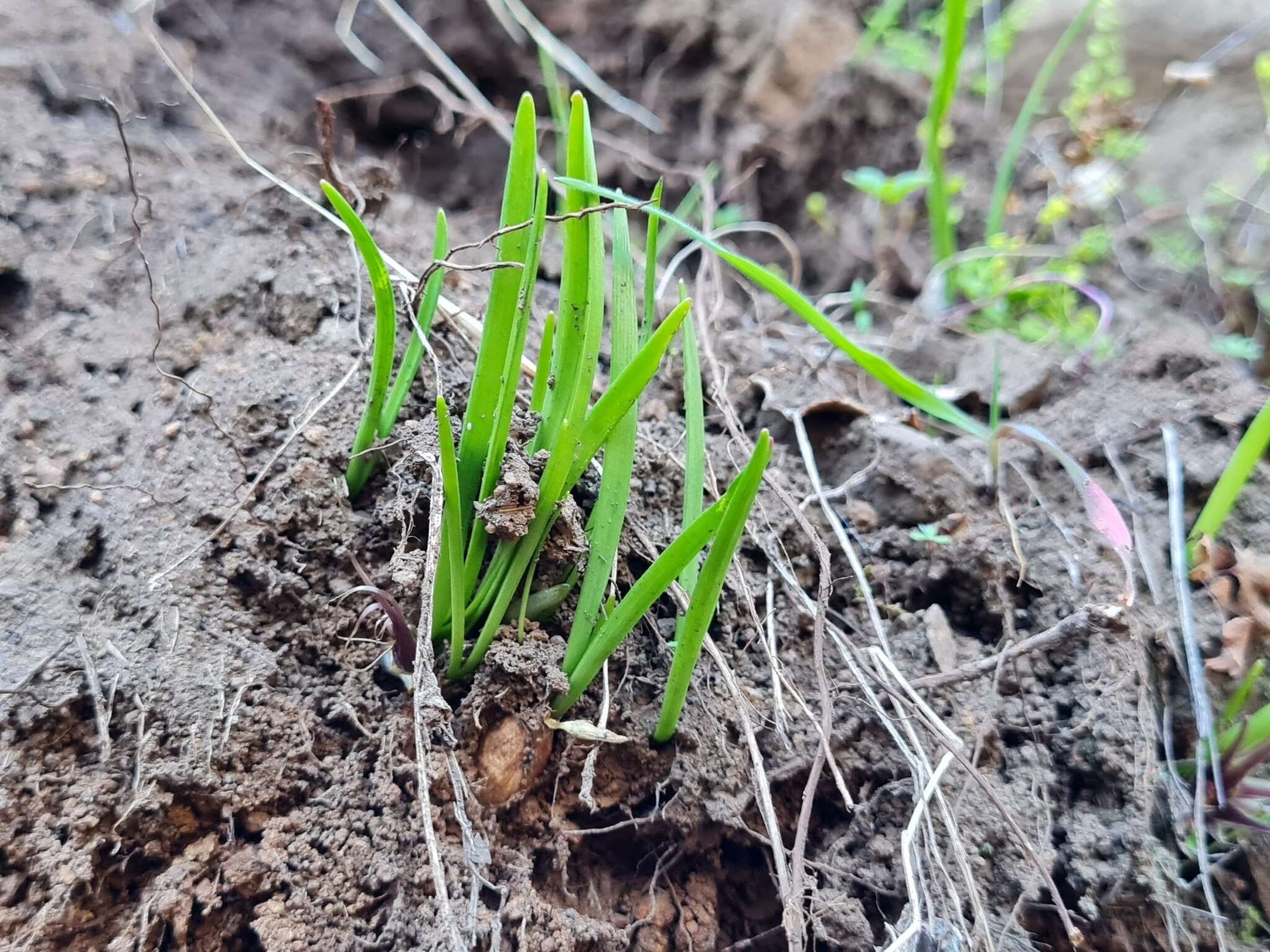 Image of Miersia humilis