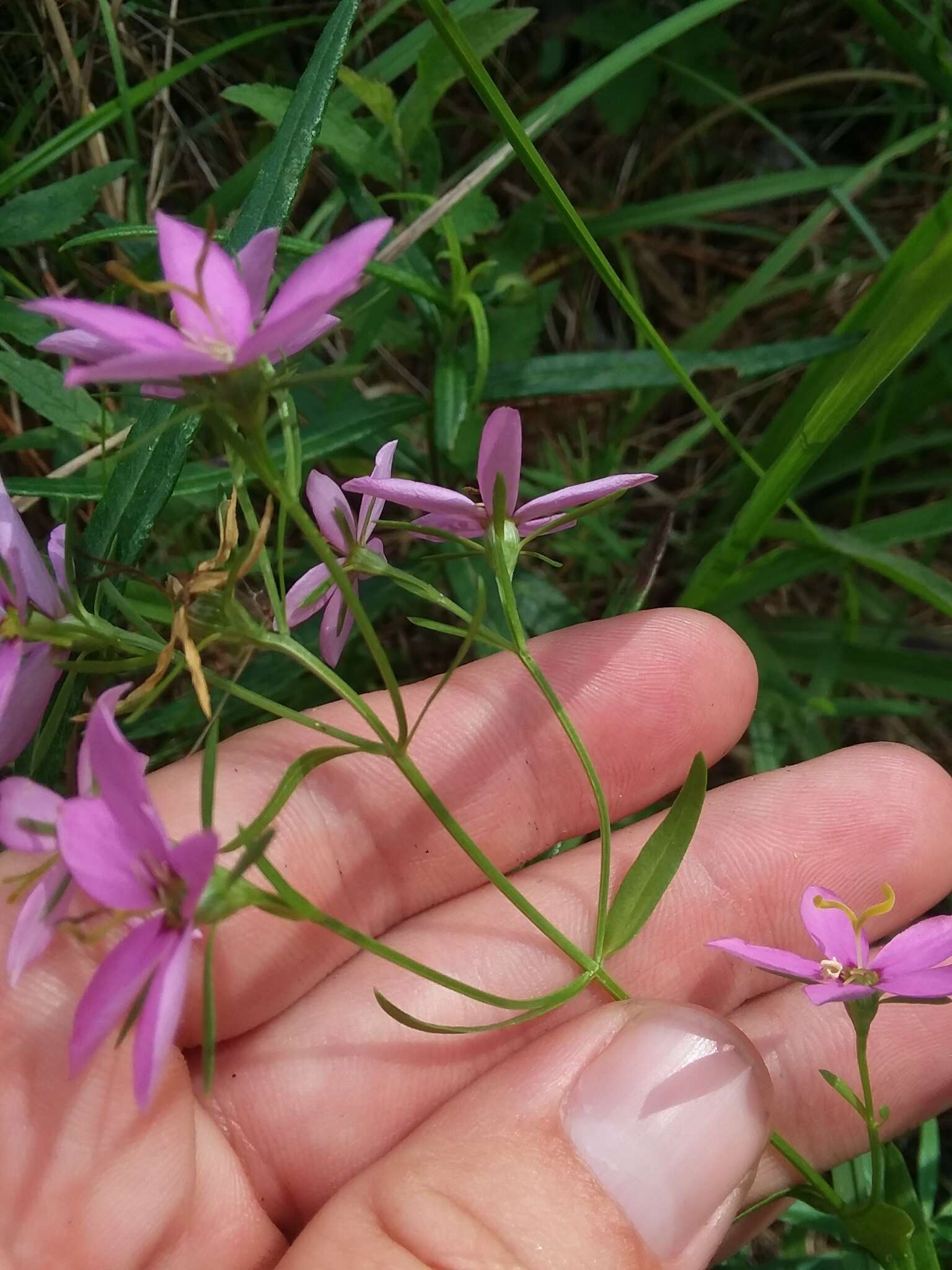 Sabatia brachiata Ell. resmi