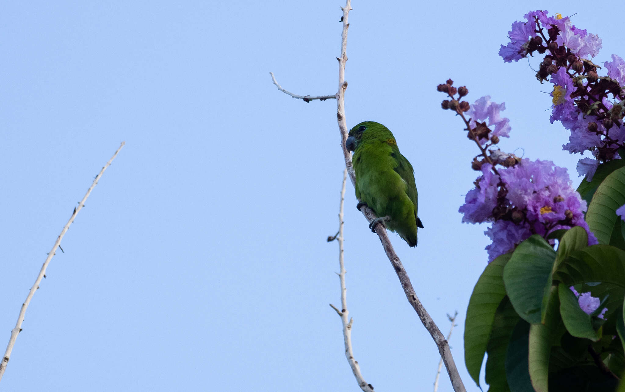 صورة Bolbopsittacus Salvadori 1891