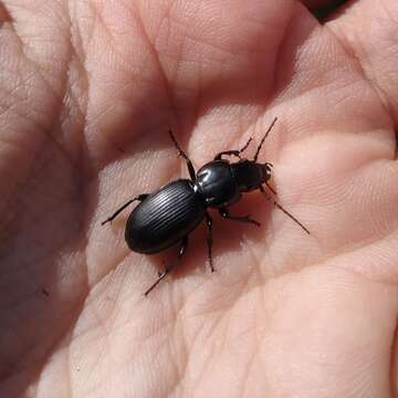 Sivun Pterostichus (Steropus) ebenus (Quensel ex Schönherr 1806) kuva