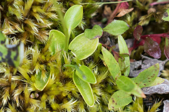 Image of Kotzebue's Grass-of-Parnassus