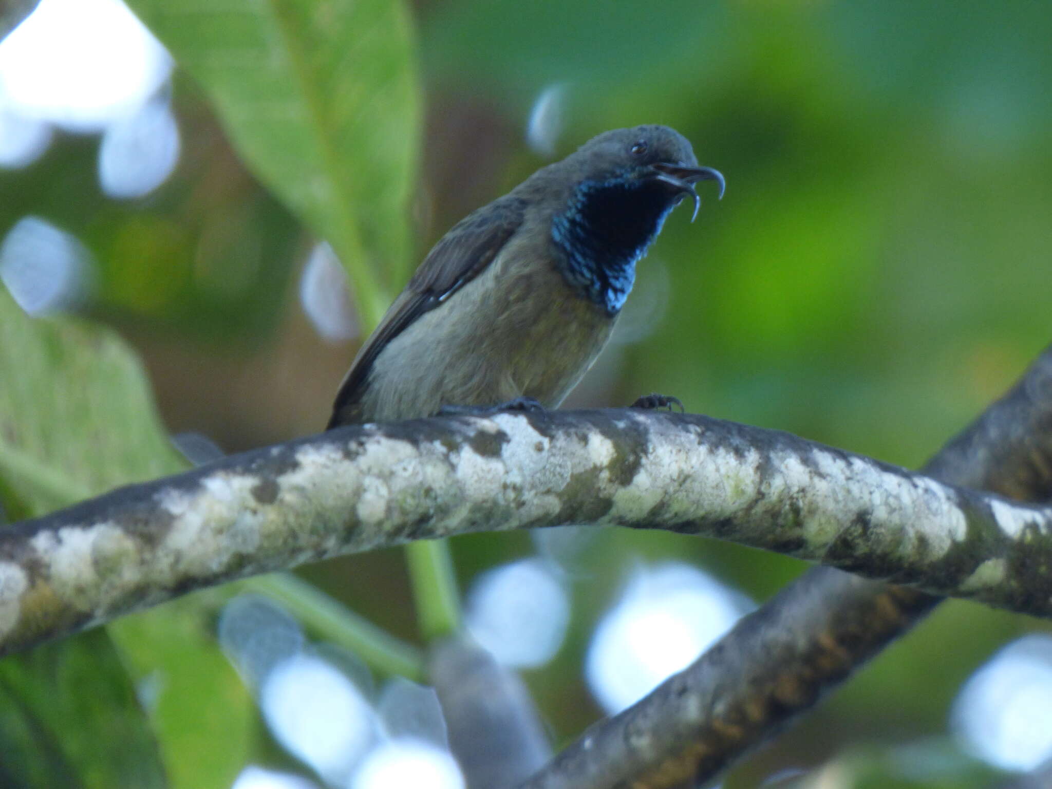 Image of Seychelles Sunbird