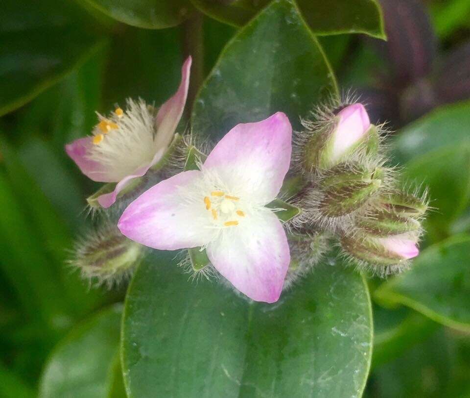 蠟花水竹草的圖片