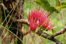 Imagem de Amyema scandens (Tieghem) Danser