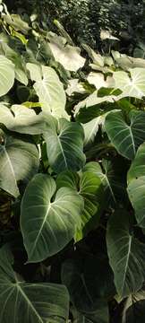 Image of Philodendron gloriosum André