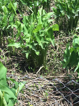 Image of green arrow arum