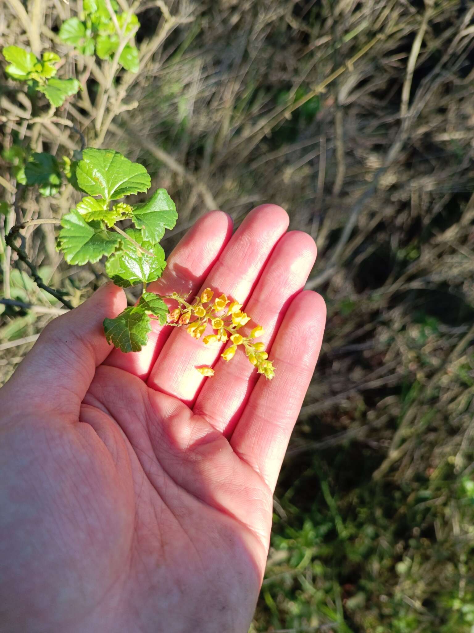 Image of Ribes punctatum Ruiz & Pav.