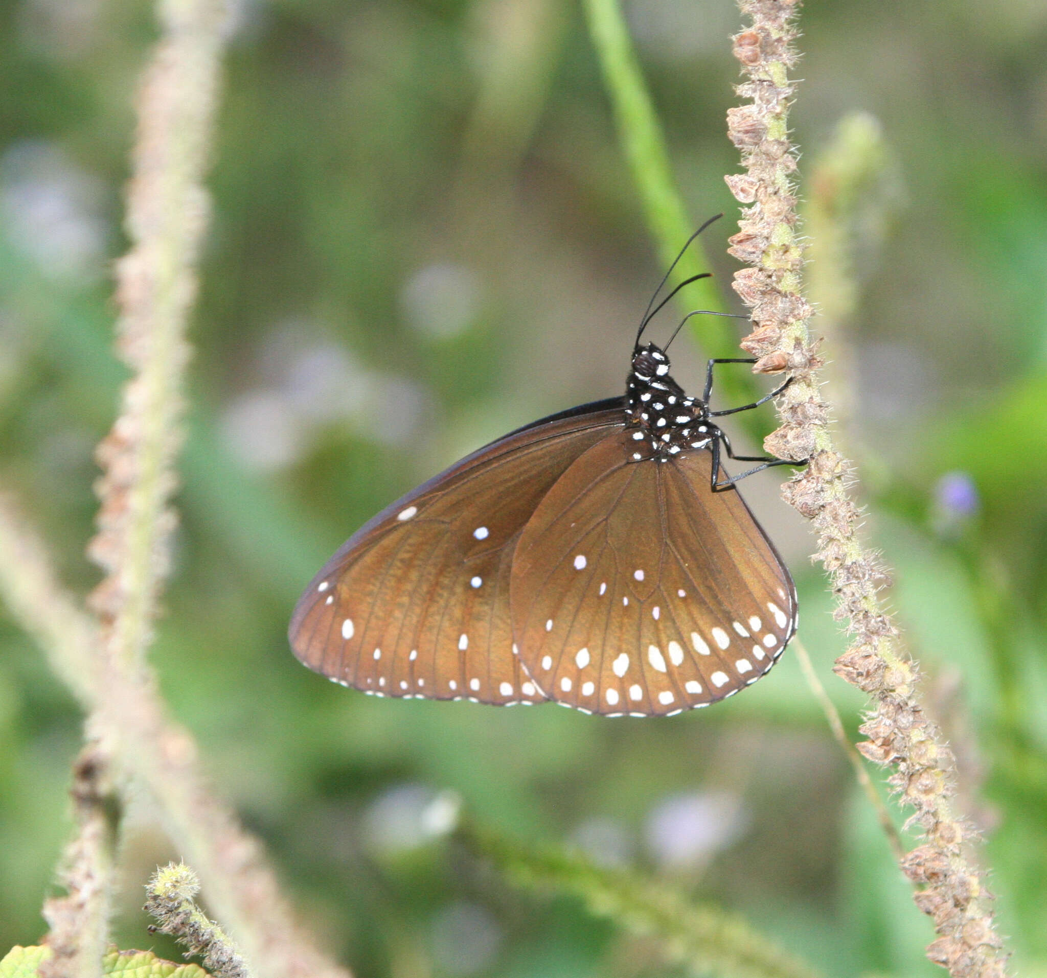 Слика од <i>Euploea core godartii</i>