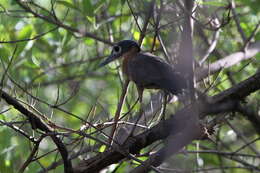 Image of White-backed Night Heron