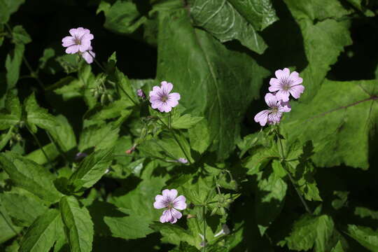 Image of Geranium gracile Ledeb. ex Nordm.