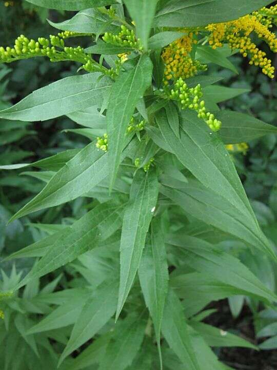 Image of Canada goldenrod