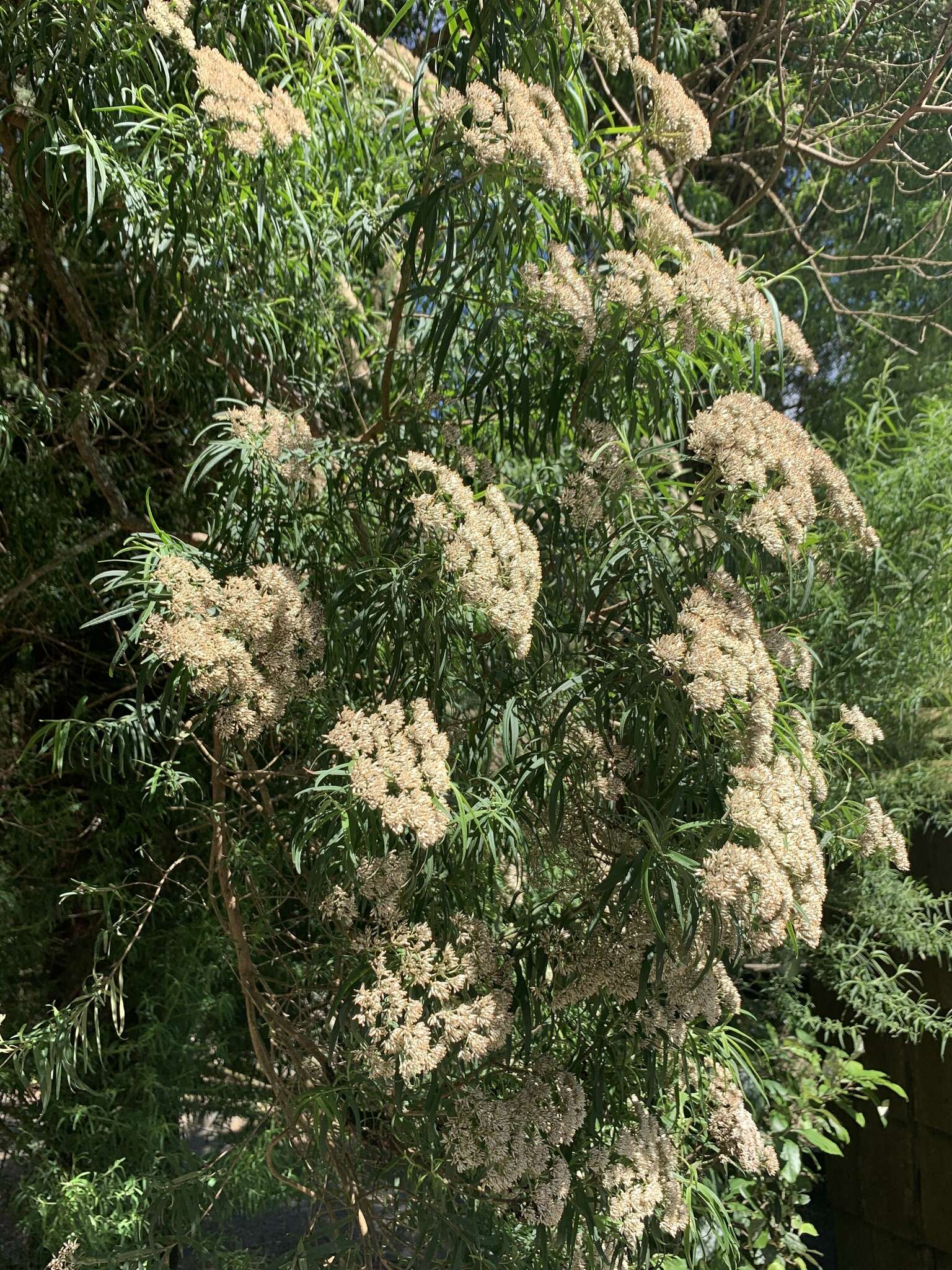 Cassinia trinerva N. A. Wakefield resmi