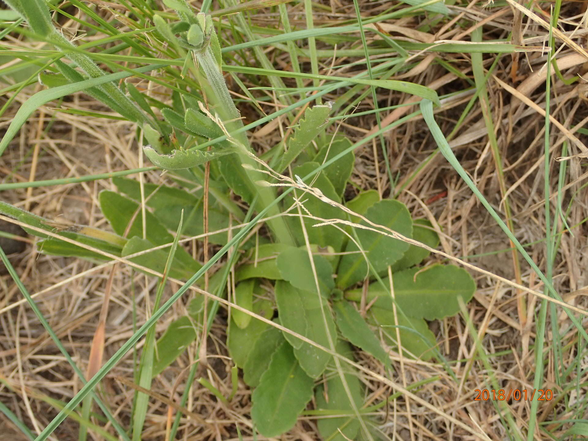 Слика од Erigeron primulifolius (Lam.) Greuter