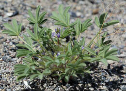 Image of Intermountain lupine