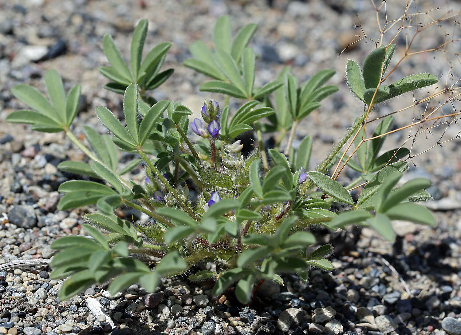 Image of Intermountain lupine