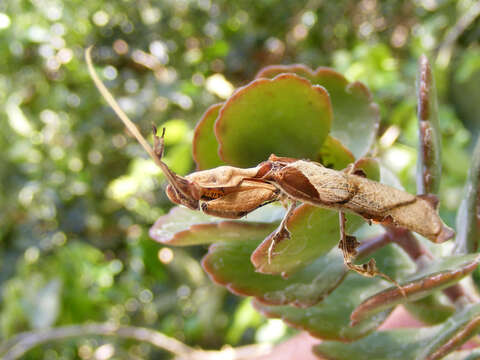 Phyllocrania resmi