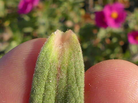 Image of hairy rockrose