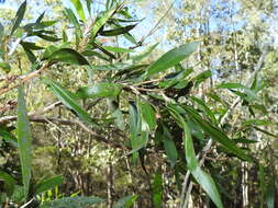 Plancia ëd Callistemon salignus (Sm.) Colv. ex Sweet