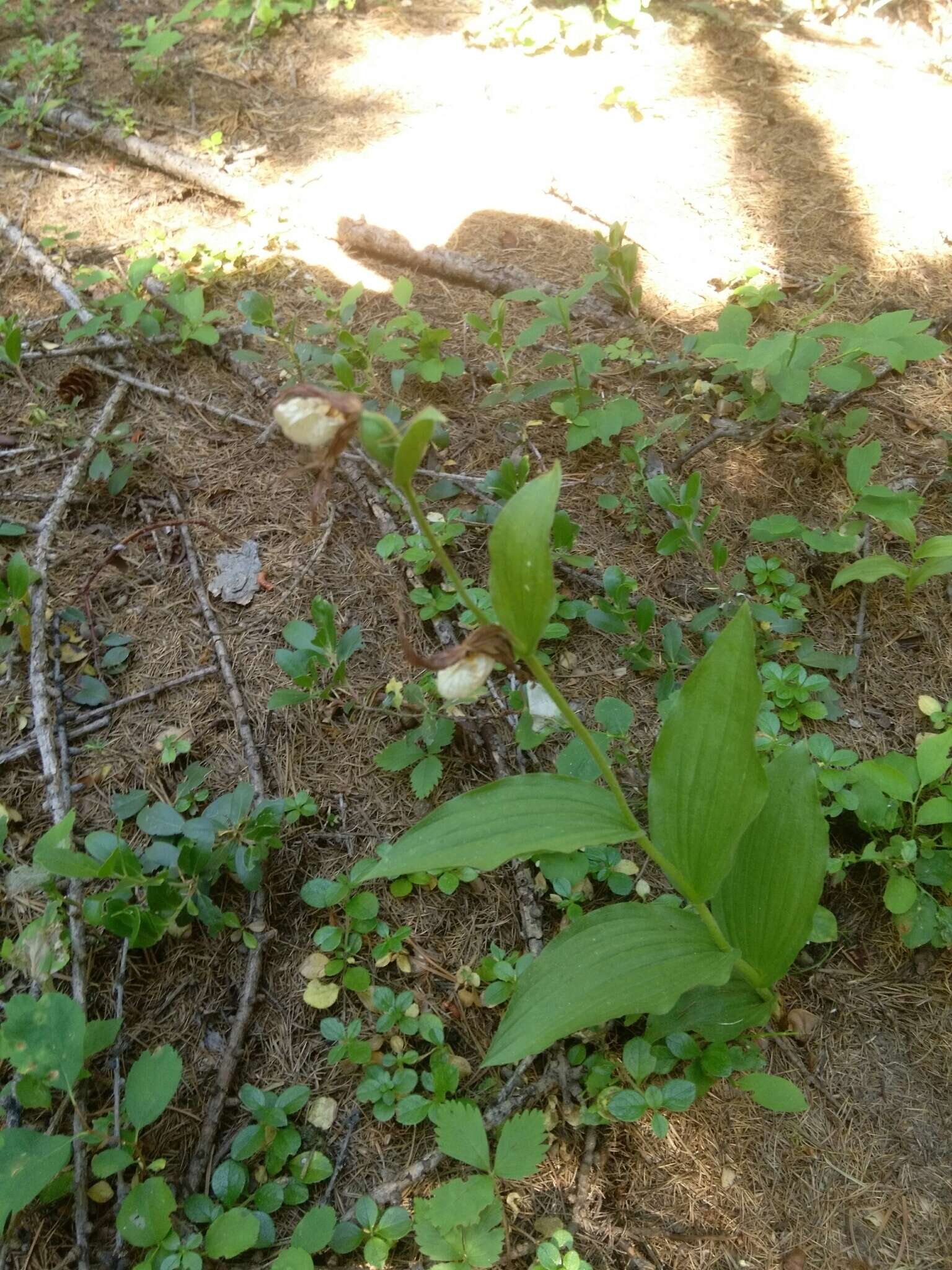 Imagem de Cypripedium montanum Douglas ex Lindl.