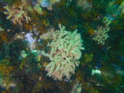 Image of Multicoloured sea fan