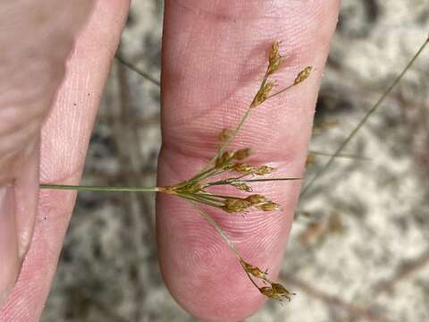 Слика од Bulbostylis ciliatifolia var. coarctata (Elliott) Kral