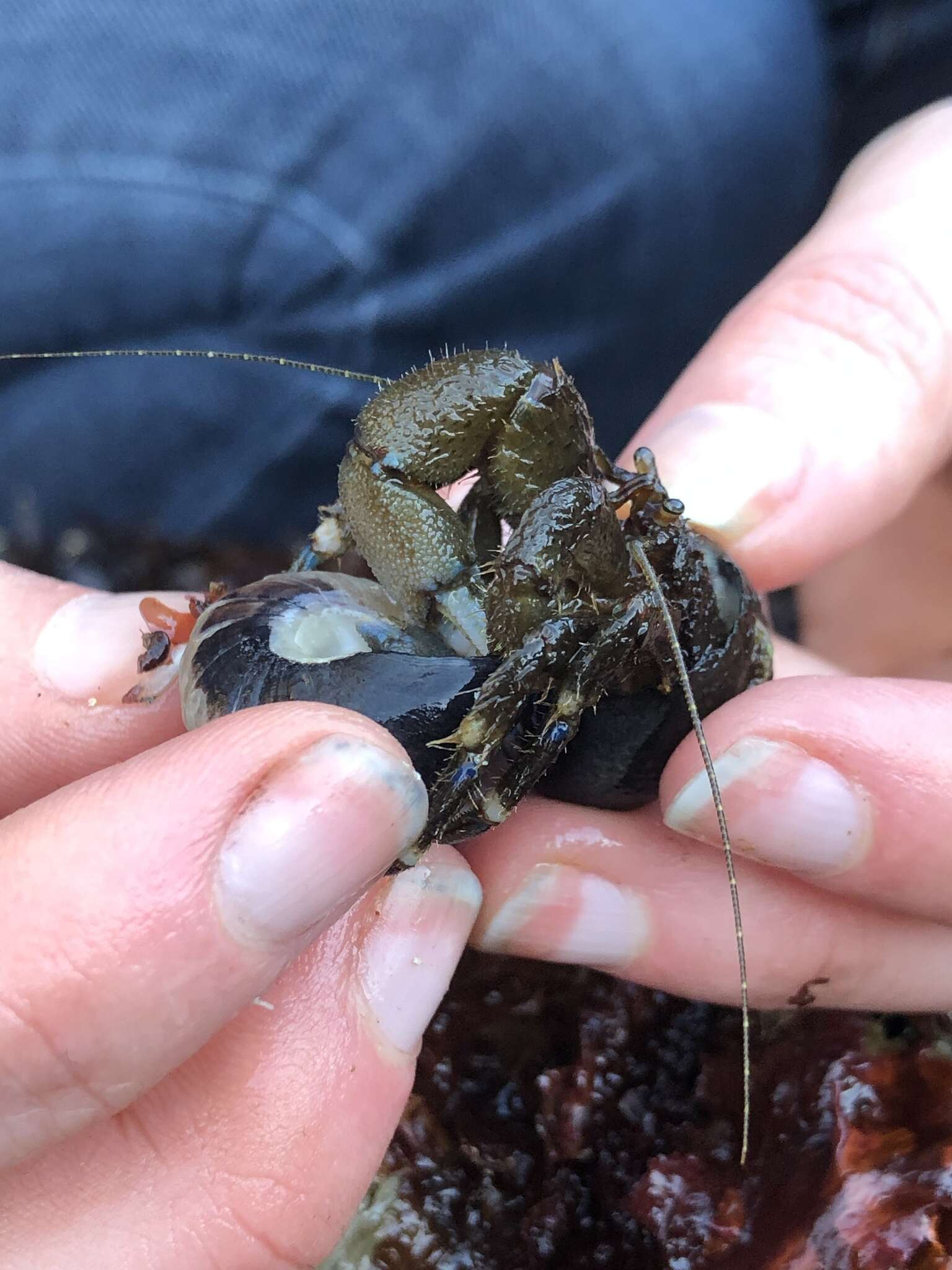 Image of Hairy Hermit Crab