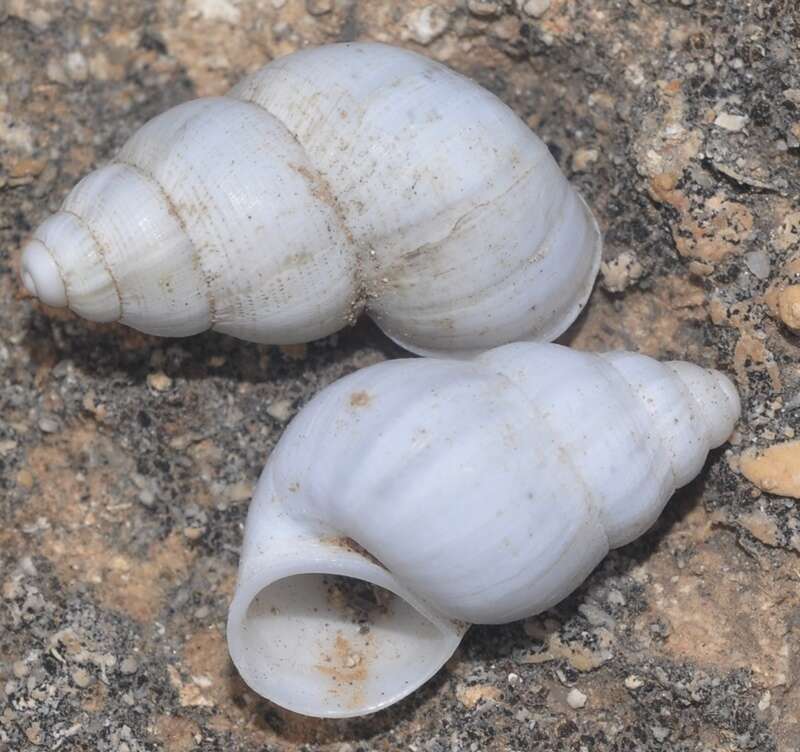 Image of Leonia mamillaris (Lamarck 1822)
