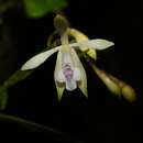 Image de Epidendrum pallidiflorum Hook.