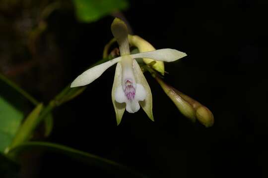 Plancia ëd Epidendrum pallidiflorum Hook.