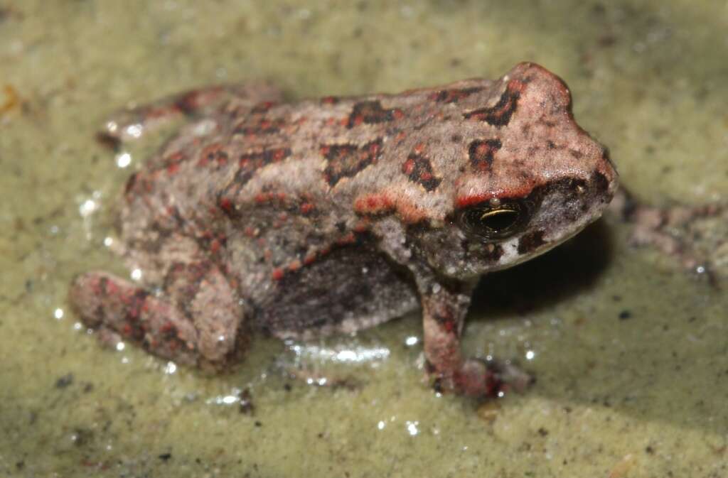 Image of Sclerophrys pardalis (Hewitt 1935)