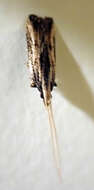 Image of Sarisophora leucoscia Turner 1919