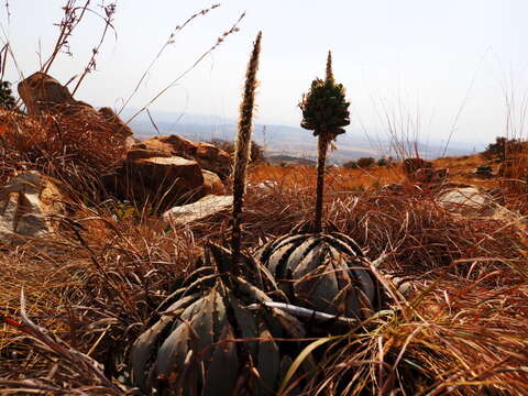 صورة Aloe peglerae Schönland