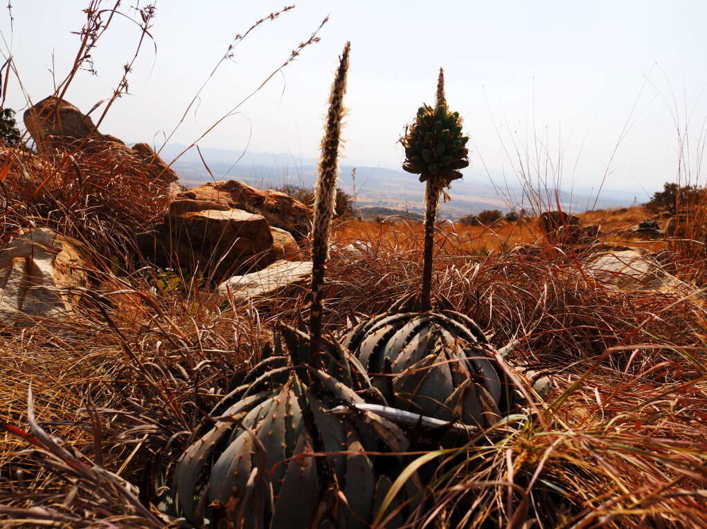 Image of Magalies aloe