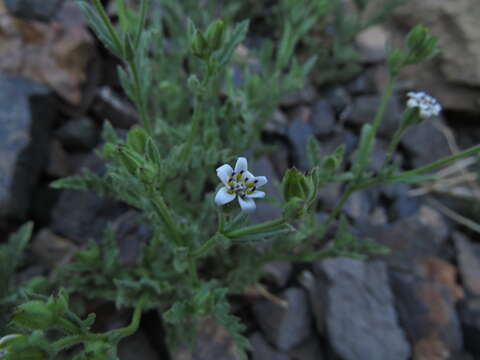 Leucheria polyclados (J. Remy) Reiche resmi