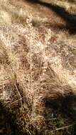 Image of Roan Mountain goldenrod